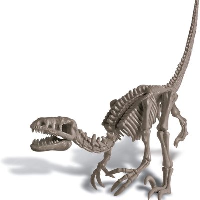 dig-a-dino-series-II-velociraptor-b