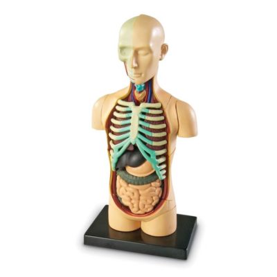 anatomy model 3