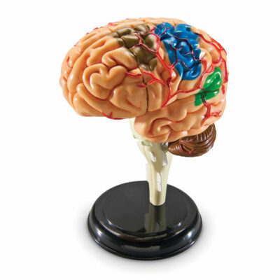 human brain 2