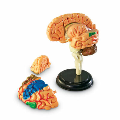 human brain 3