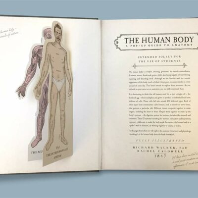 human body 2